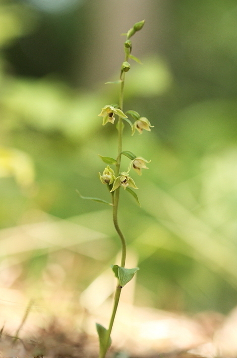 Epipactis zaupolensis e Epipactis exilis
