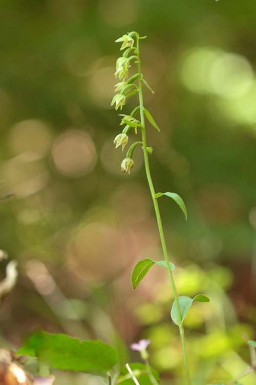 Epipactis zaupolensis e Epipactis exilis