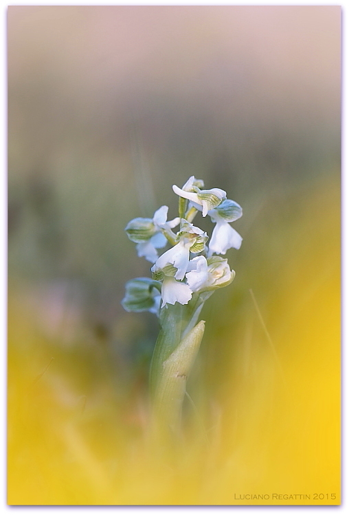 Anacamptis morio