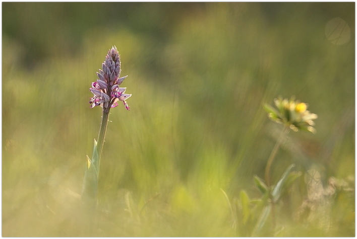 orchidee al tramonto