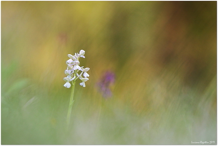 orchidee al tramonto