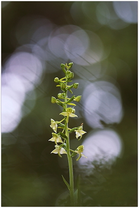 Platanthera chlorantha