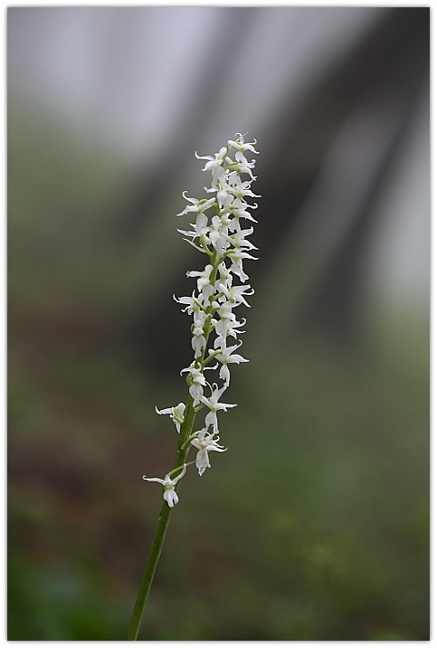 Orchis mascula apocromatica