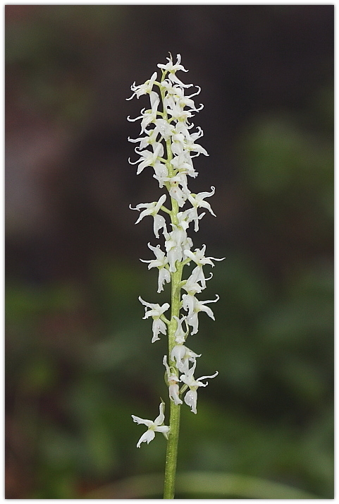 Orchis mascula apocromatica