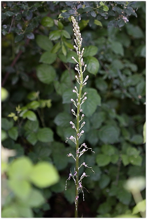 Himantoglossum adriaticum e altro