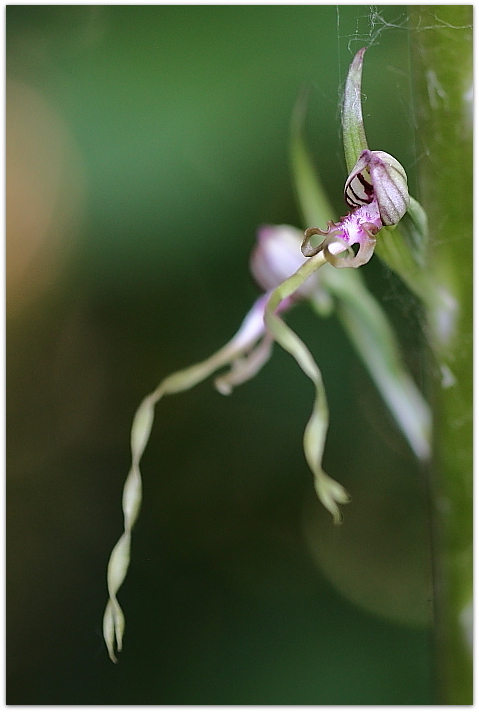 Himantoglossum adriaticum e altro