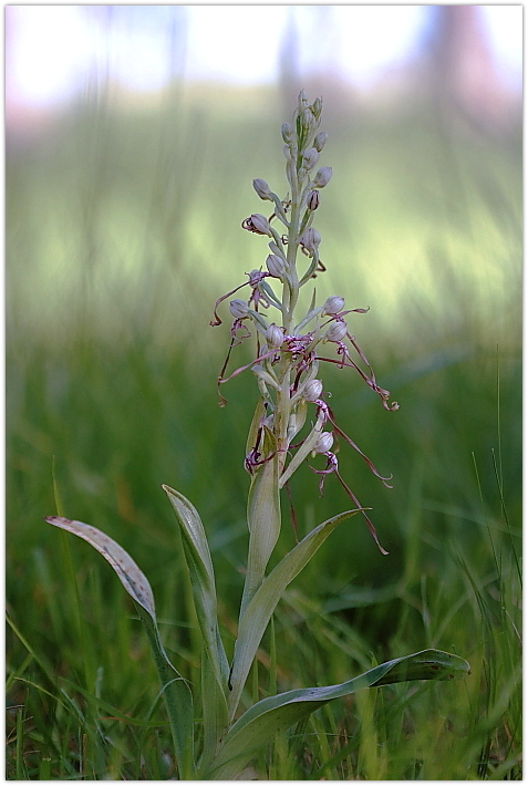 Himantoglossum adriaticum e altro