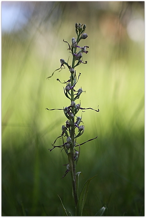 Himantoglossum adriaticum e altro