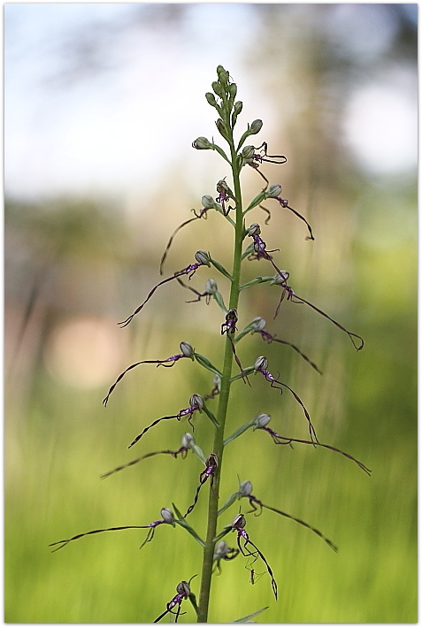 Himantoglossum adriaticum e altro