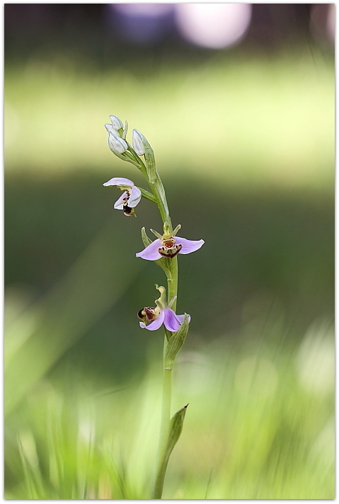 Himantoglossum adriaticum e altro