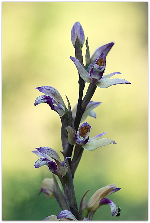 Himantoglossum adriaticum e altro