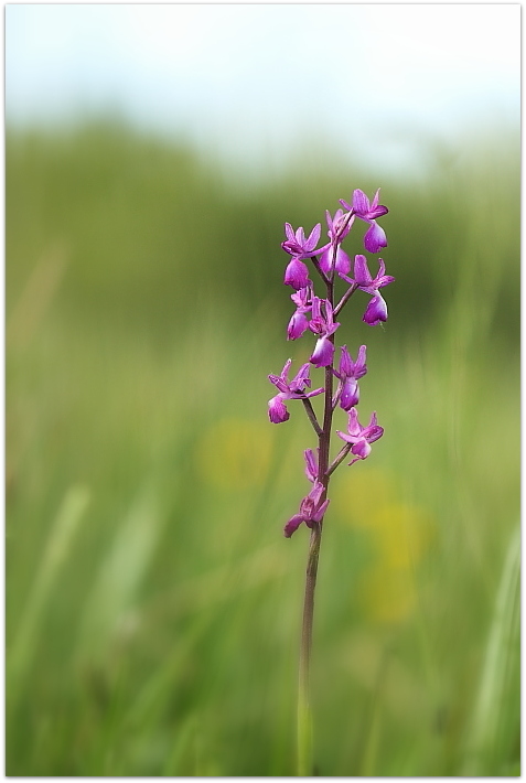 Himantoglossum adriaticum e altro