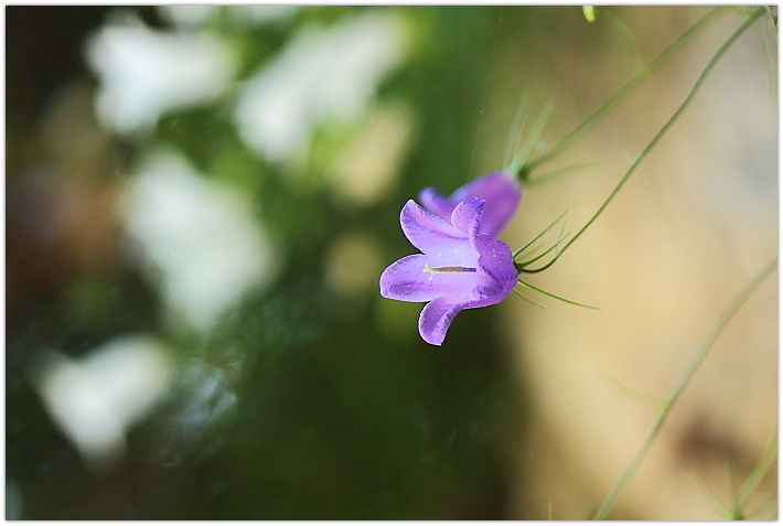 Campanula carnica albina