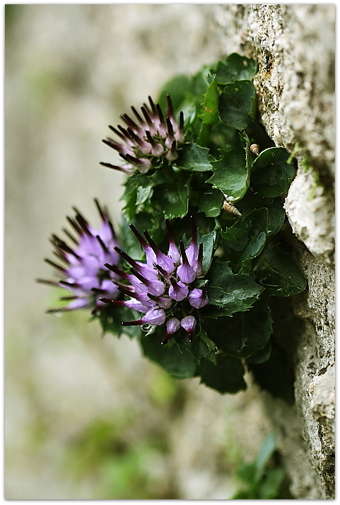 Physoplexis comosa / Raponzolo di roccia