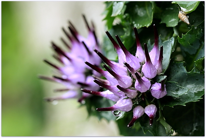 Physoplexis comosa / Raponzolo di roccia