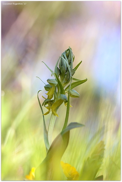 Coeloglossum viride...