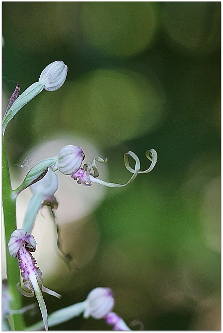 Himantoglossum adriaticum e altro