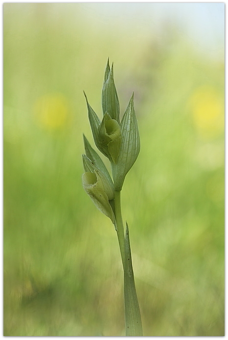 Serapias vomeracea forma chlorantha