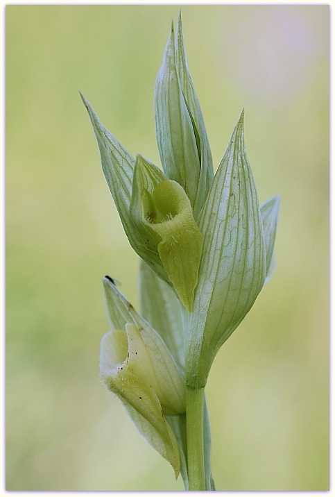 Serapias vomeracea forma chlorantha