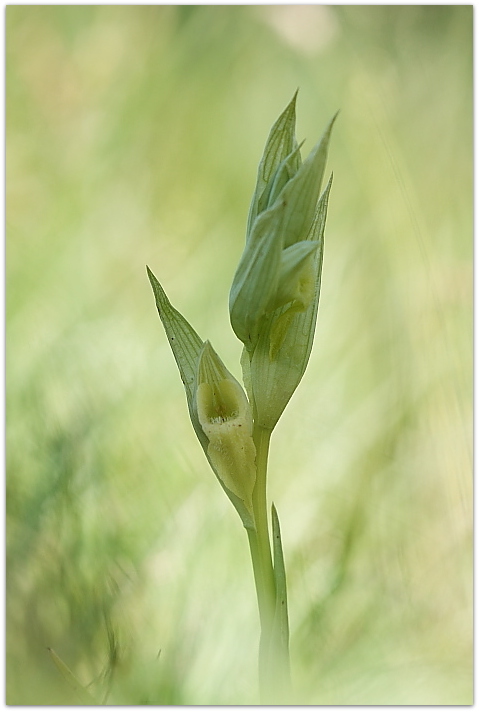 Serapias vomeracea forma chlorantha