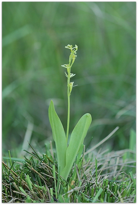 Liparis loeselii
