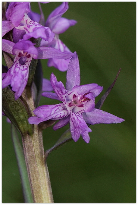 Liparis loeselii