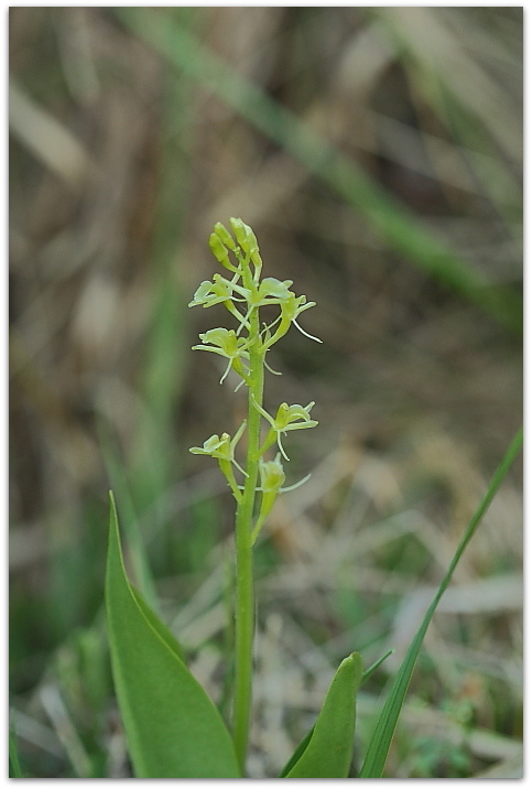 Liparis loeselii