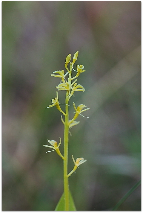 Liparis loeselii