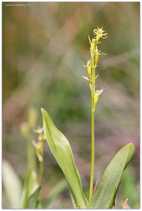 Liparis loeselii