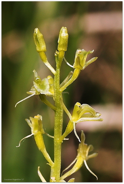 Liparis loeselii