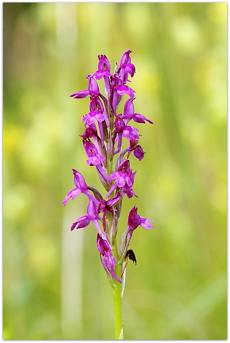 Gymnadenia odoratissima, Anacamptis xsimorrensis