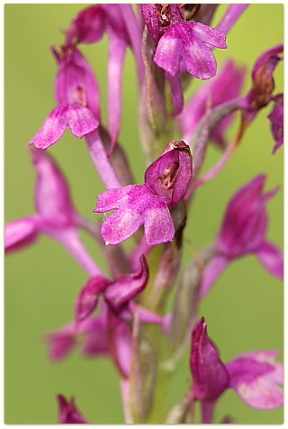 Gymnadenia odoratissima, Anacamptis xsimorrensis