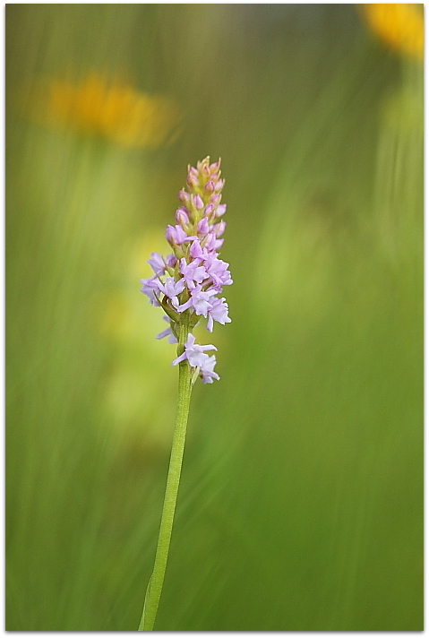 Gymnadenia odoratissima, Anacamptis xsimorrensis
