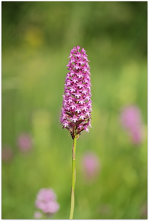 Gymnadenia odoratissima, Anacamptis xsimorrensis