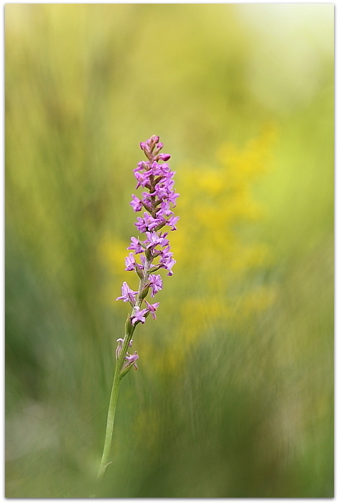 Gymnadenia odoratissima, Anacamptis xsimorrensis