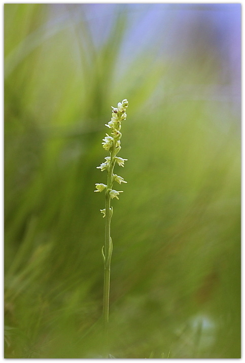 Herminium monorchis