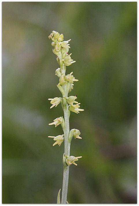 Herminium monorchis