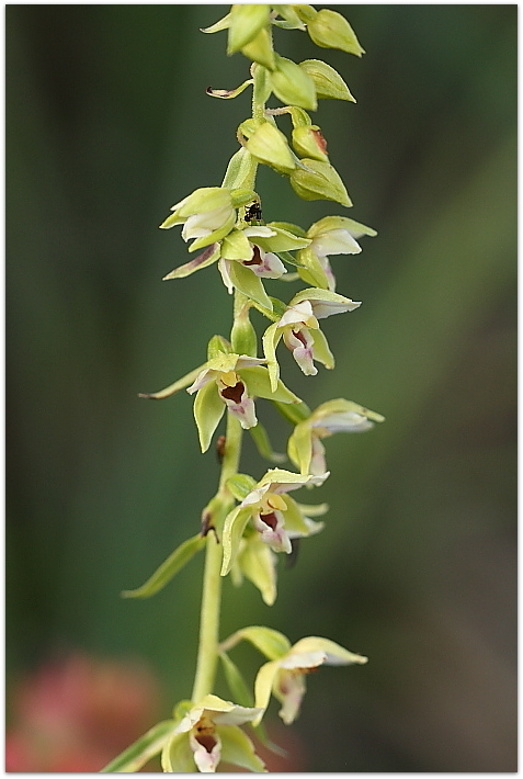 Epipactis da determinare