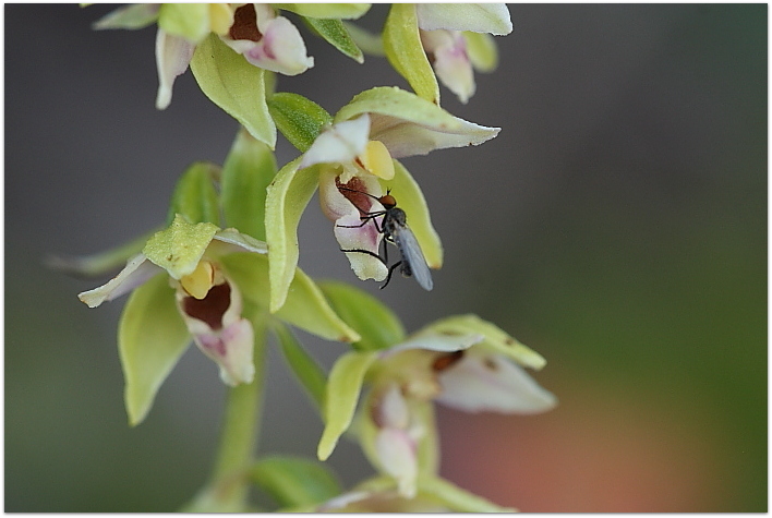 Epipactis da determinare