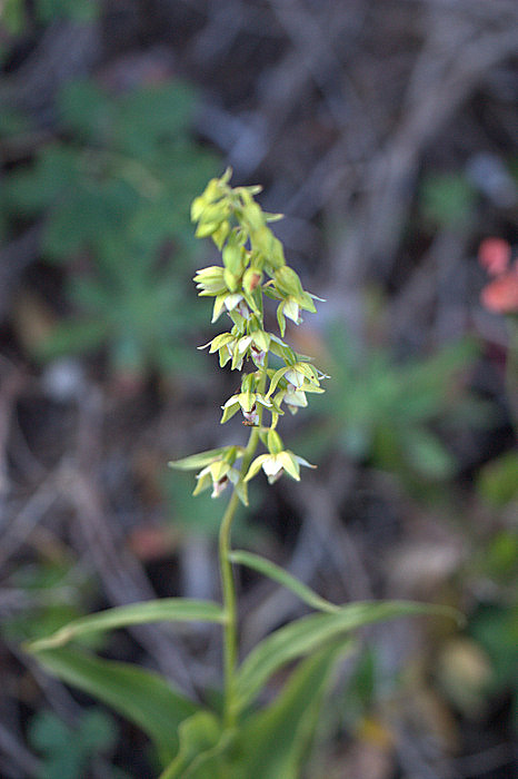 Epipactis da determinare