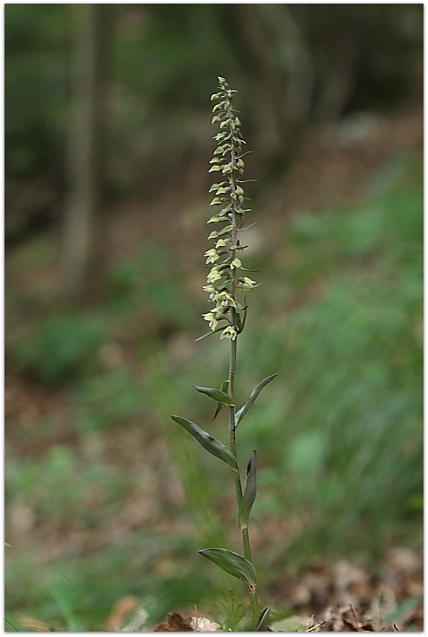 Epipactis purpurata