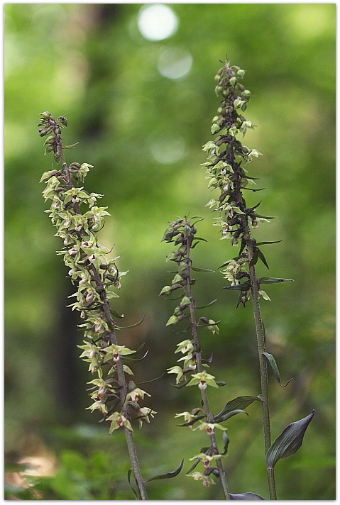 Epipactis purpurata