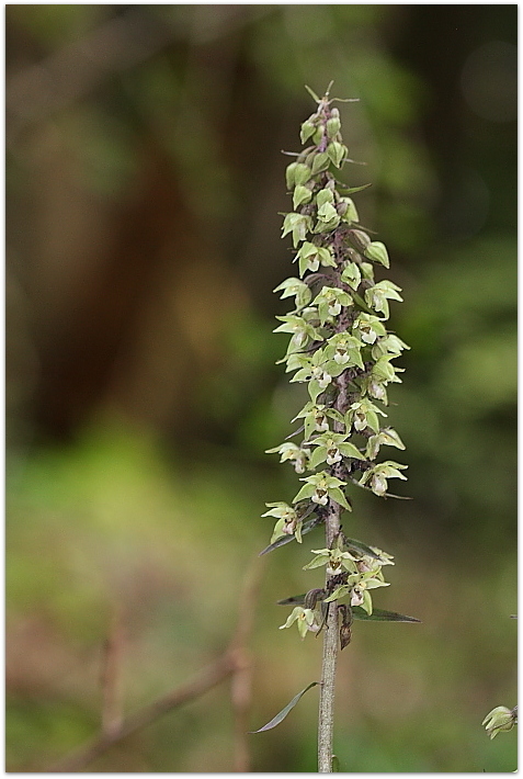 Epipactis purpurata