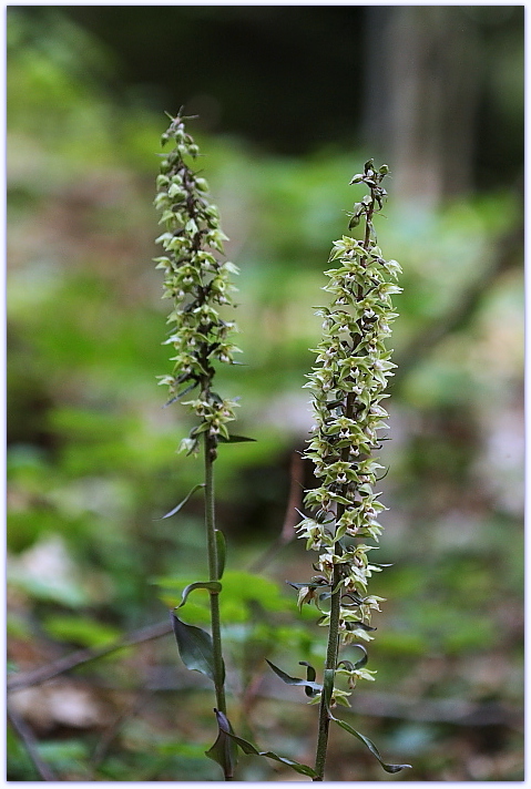 Epipactis purpurata