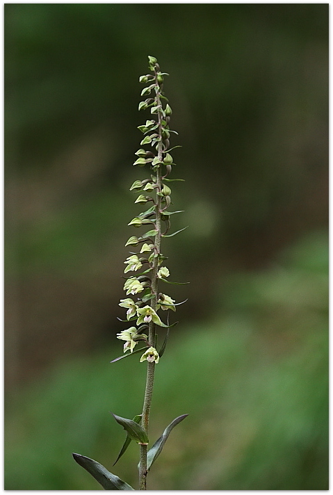 Epipactis purpurata