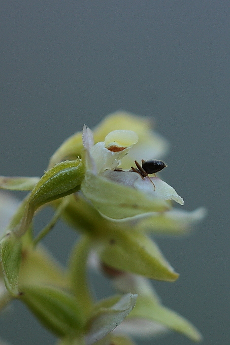 Epipactis da determinare