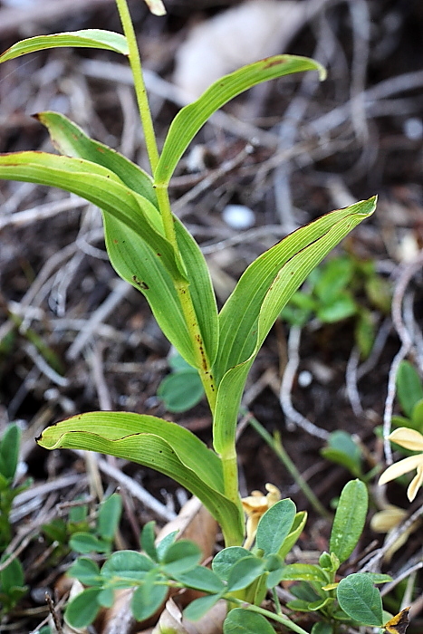 Epipactis da determinare