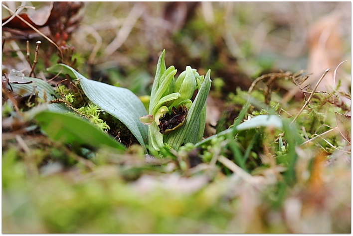 Ophrys sphegodes