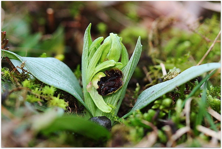 Ophrys sphegodes