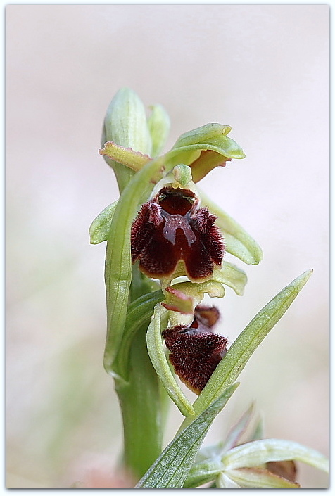 Ophrys sphegodes